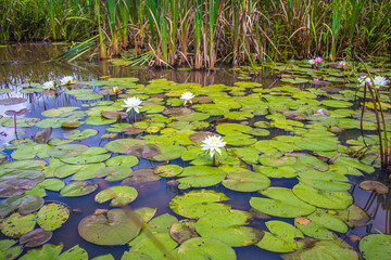 White flowers in a small pond full of lily pads
