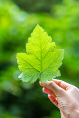 The leaves of emerald plants have texture