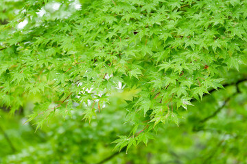 雨の日の紅葉