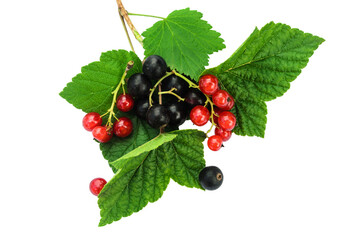 Black, red and yellow currants on green leaves. Isolated on a white background. Assorted varieties of currants.