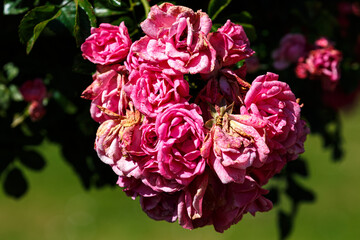 Petal of blooming rose in garden