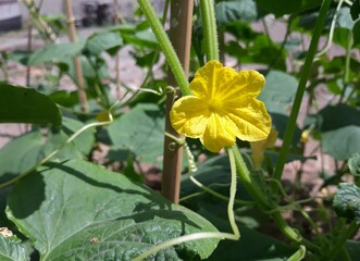 yellow flower in the garden