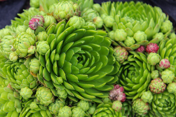 Sempervivum, solid fleshy leaves are collected in a spectacular rosette.