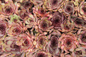 Sempervivum, solid fleshy leaves are collected in a spectacular rosette.