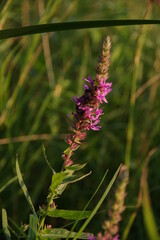 Beautiful flower at sunset. The bees found a place to spend the night in a flower