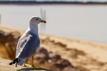 Close up shallow depth of field footage of a ring billed gull (Larus Delawarensis) a native seagull...