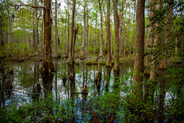 Tree trunks stemming out of the bald cypress swamp in the First landing state park of virginia. This place is unique in a way to refract the sunlight and turn into a rainbow swamp.