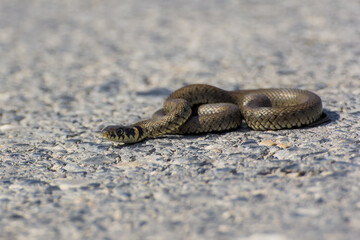 Small grass snake Natrix natrix
