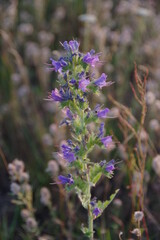 Beautiful purple flowers in the evening