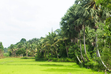 Obraz premium Rice Paddy and Coconut trees and palmyra palm