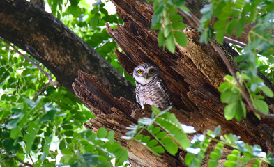 Wildlife, Spotted Owl