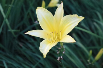 yellow lily flower