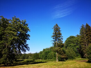 landscape with trees