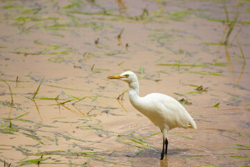 Great Egret on paddy field 