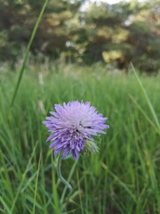 bee on thistle