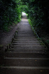 Obraz premium 森のトンネル