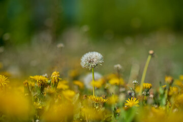 Dandelion field on a sunny day. Close-up photographed.