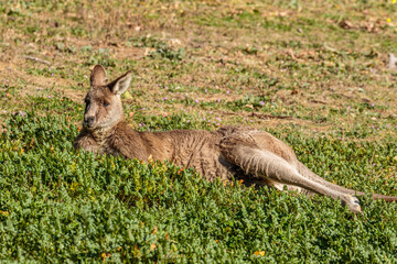 Eastern Grey Kangaroo resting © Jon Steinbeck