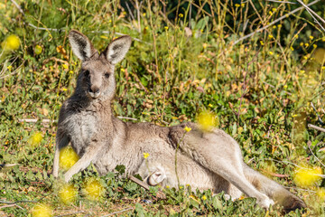 Eastern Grey Kangaroo resting