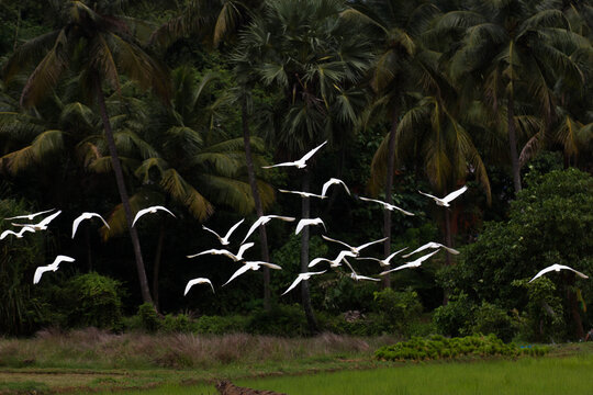 egret birds flying in the nature