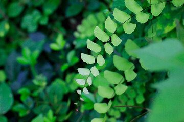 Fototapeta na wymiar Closeup beautiful leaves 