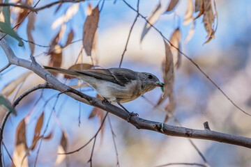 Golden Whistler immature bird in a tree