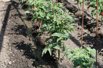 Green bushes tomato growing in a vegetable garden, on a sunny day. Growing healthy natural food.