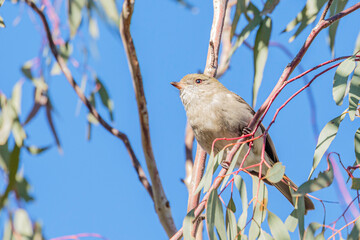 Golden Whistler immature bird in a tree