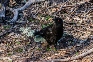 White-winged Chough looking for food