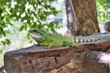green iguana on a tree