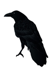 Fototapeta premium raven black feathers mystic bird