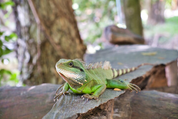 iguana on a tree
