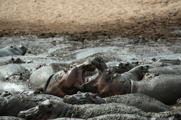 A group of hippopotamus in a Hippo pond, Serengeti national park, Tanzania.