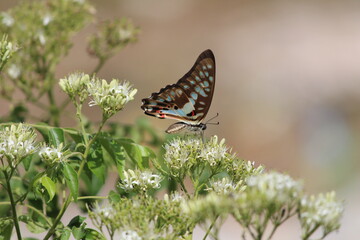 butterfly on a flower