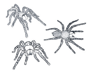 tarantula spiders set