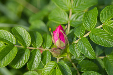 pink rose bud