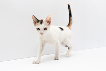 gato cachorro blanco con manchas amarillas y negras caminando hacia la izquierda mirando al frente con mirada de cazador con la cola arriba en fondo blanco