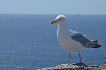 Herring Gull  (goéland Argenté) Larus argentatus