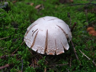 Leafy Schirmling Mushroom in the Forest