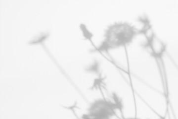 Overlay effect for photo. Blurred gray shadows of dandelion flowers and delicate grass on a white...