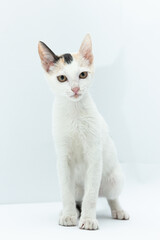 White cat puppy with black and yellow spots sitting looking to the front on a white background