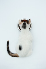 White cat puppy with black and yellow spots eating lying in a metal bowl top view on white background