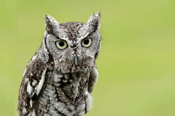 Portrait of Eastern Screech Owl (Megascops asio), on natural green background. Copy space.