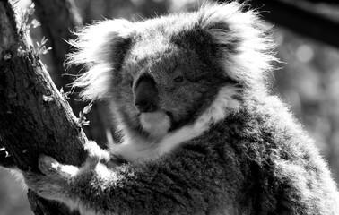 Black and White Australian Koala in a wildlife sanctuary.	