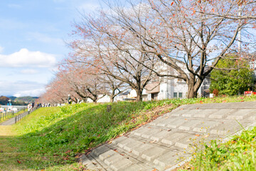 autumn boulevard and bank along side of the river in Tokyo, Japan
