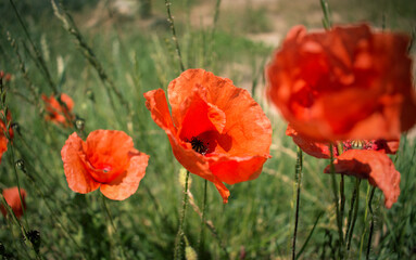 Red poppies in wheat field