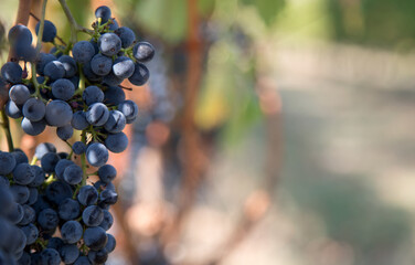Red Wine Grapes on the vine in Australia.