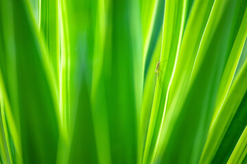  plants decorate their leaves