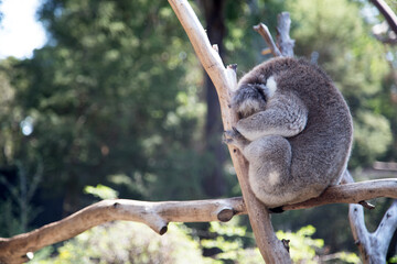 A rescued australian koala (Phascularctos cinereous). 	