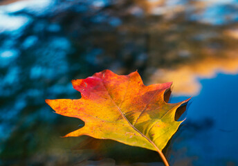 Fototapeta na wymiar oak leaf, yellow-red-green, fallen in autumn on the windshield of a car